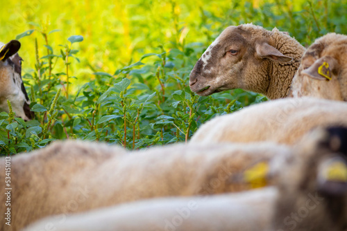 Joven cordera (borrega oveja) paciendo en un prado verde de principios de otoño (ganadería extensiva) photo