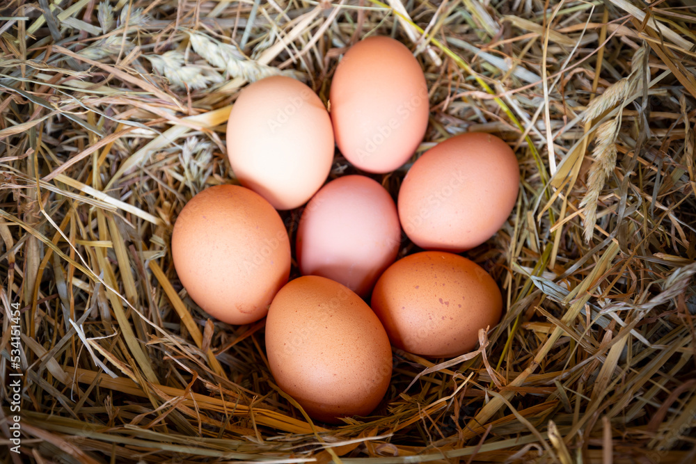 Huevos de gallina en un pajar / corral