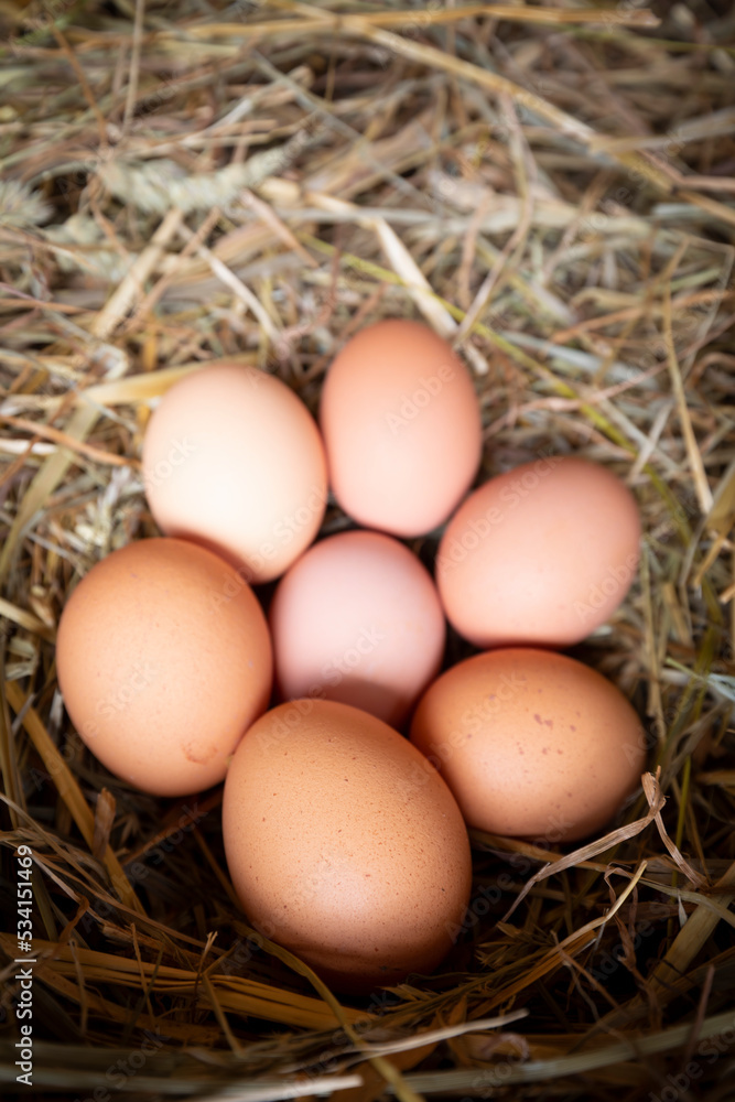 Huevos de gallina en un pajar / corral