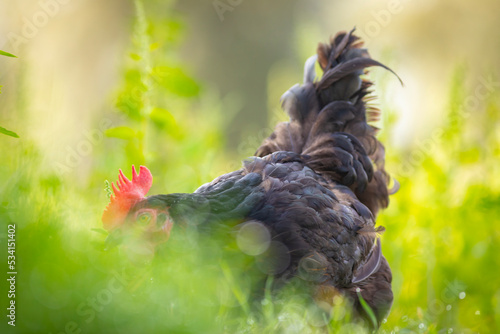 Gallina libre comiendo hierba en el campo (ave de corral, huevos)