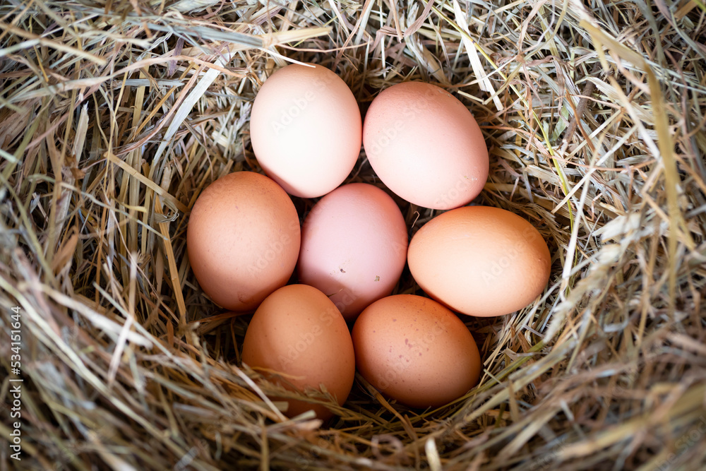 Huevos de gallina en un pajar / corral