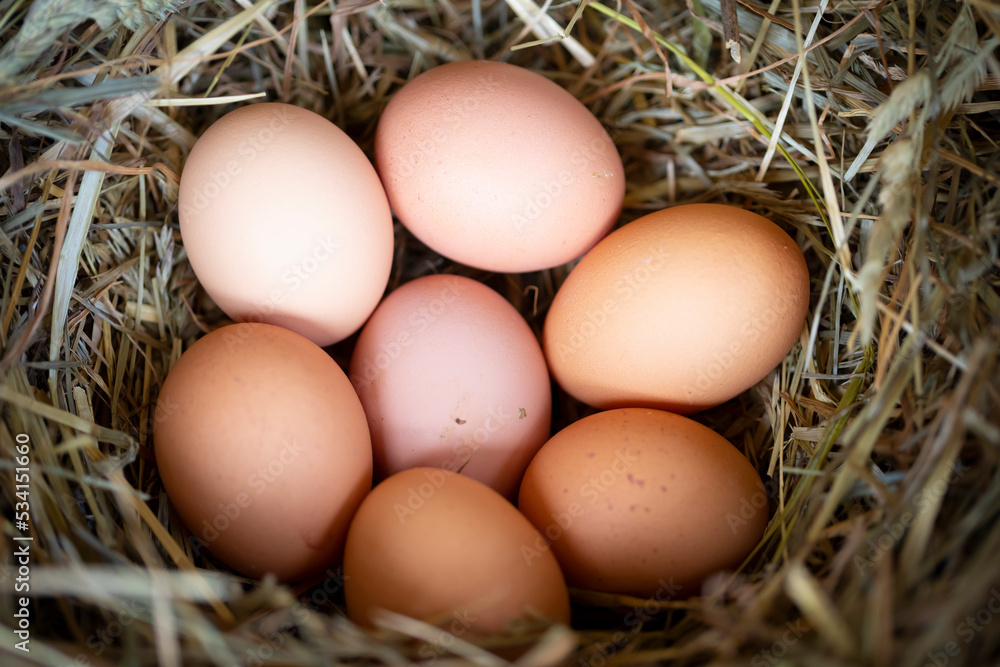 Huevos de gallina en un pajar / corral