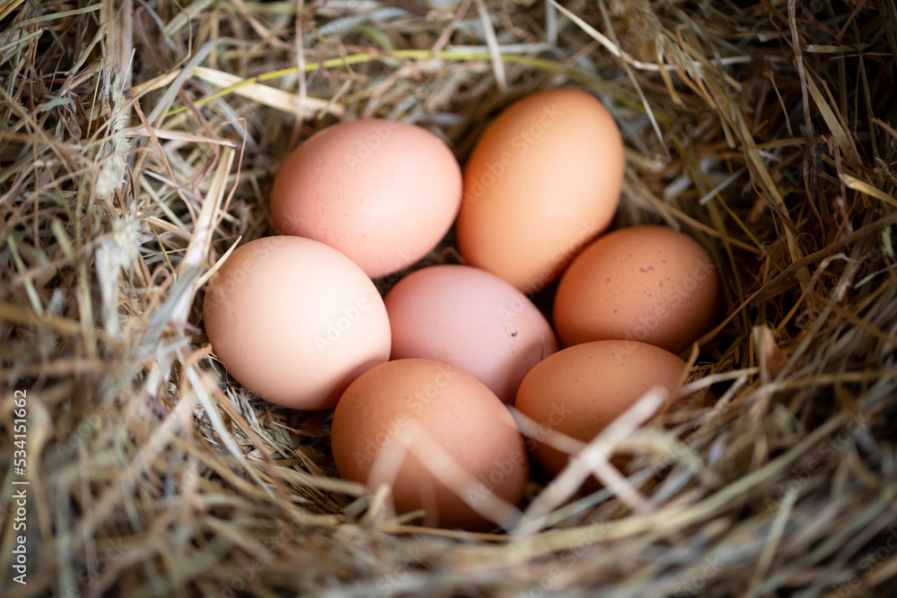 Huevos de gallina en un pajar / corral