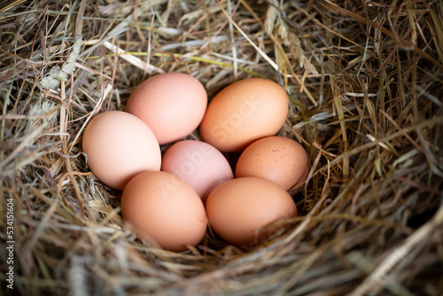 Huevos de gallina en un pajar / corral