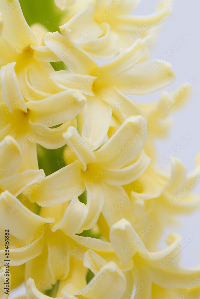 黄色いヒヤシンスの花 黄色いヒヤシンスの花