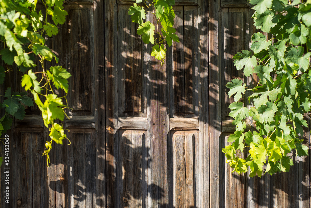 Aged wooden door with a hanging vine Aged wooden door with a hanging vine