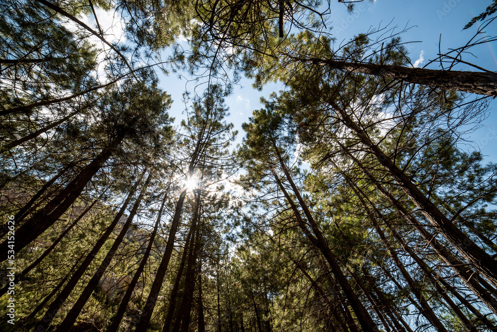 Fototapeta premium Large backlit trees, walnut, pine, shade plane