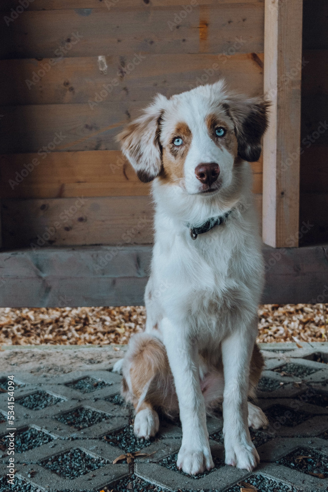 Australian Shepherd