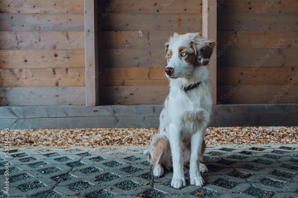Australian Shepherd