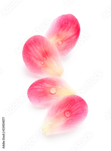 Pink petals isolated on white background