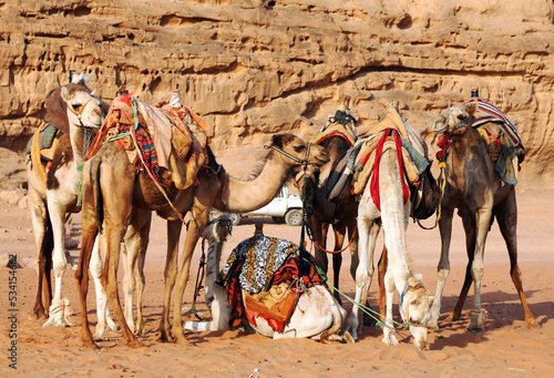 camels in the desert © Zeina