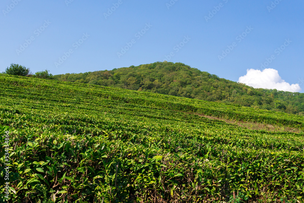 Fields of tea, harvest. Natural selection, Fresh tea leaves at the tea farm. Copy space