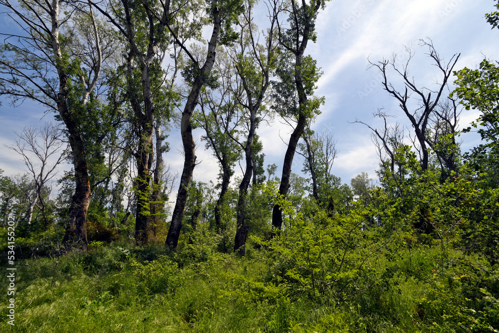 Fototapeta premium Urwald im Nationalpark Nestos-Delta, Griechenland // Virgin forest in Nestos Delta national park, Greece