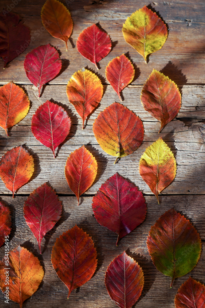 Obraz premium Autumn background. Red, orange leaves from trees on a wooden background. Alder leaf.