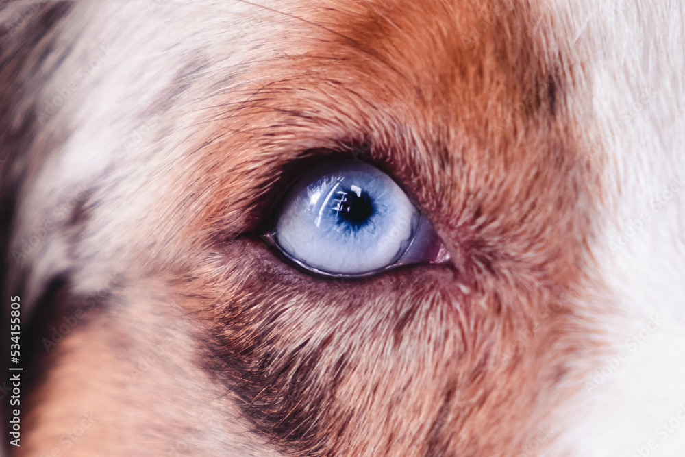 Australian Shepherd