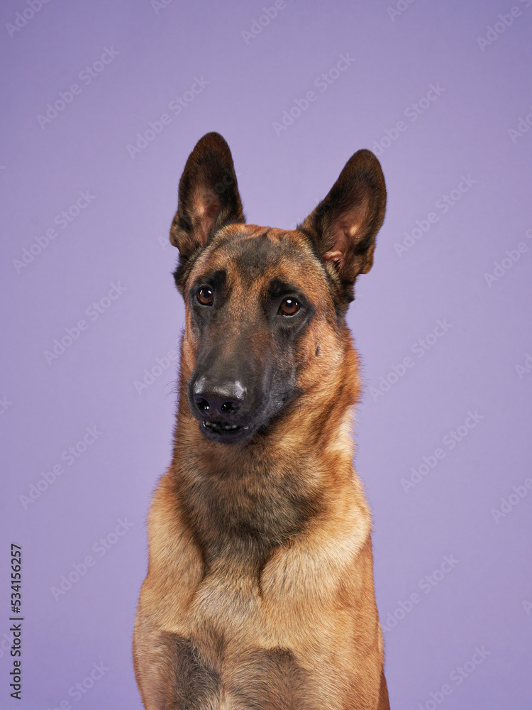 malinois on a lilac background. Portrait of a cute dog in a photo studio