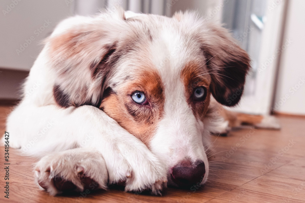 Australian Shepherd