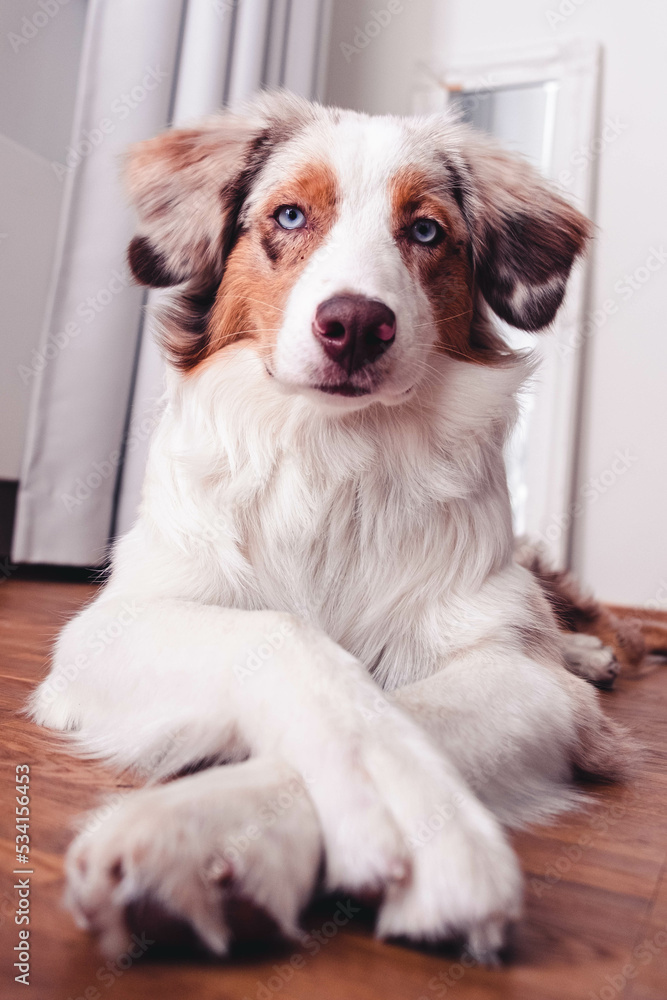Australian Shepherd