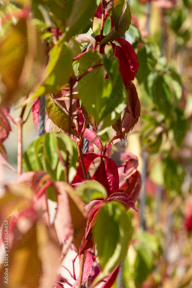 virgin vine (Parthenocissus quinquefolia) leaves turning red at the beginning of autumn. Selective focus virgin vine (Parthenocissus quinquefolia) leaves turning red at the beginning of autumn. Selective focus
