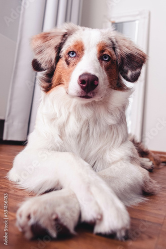 Obraz na płótnie Australian Shepherd w salonie