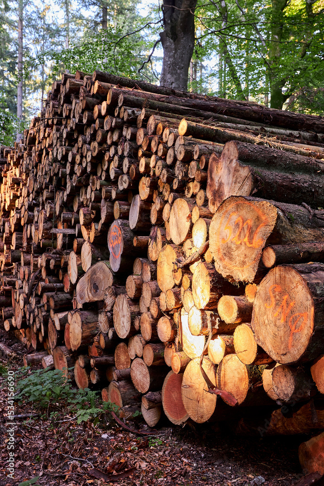 brown large tree logs