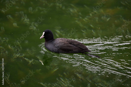 bird swimming in lake
