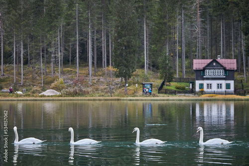 beautiful swans in lake in italy photo