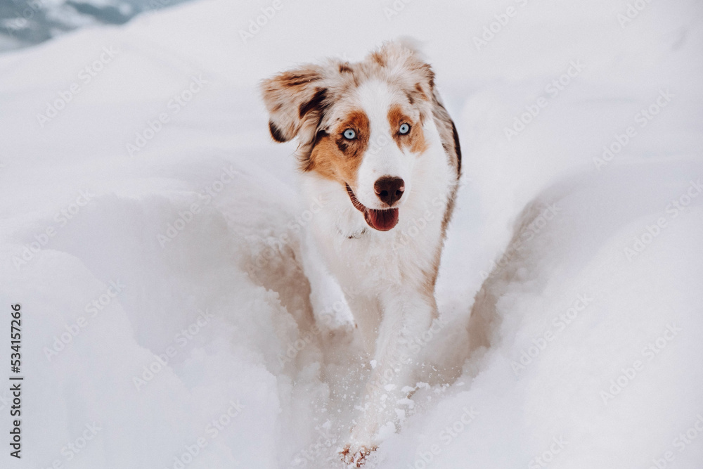 Australian Shepherd