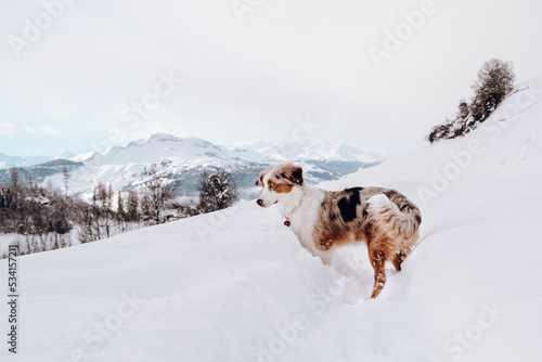 Obraz na płótnie Australian Shepherd w salonie
