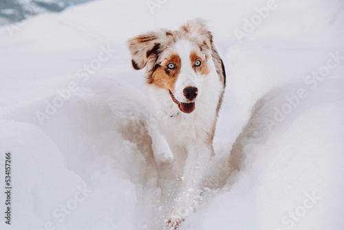 Obraz na płótnie Australian Shepherd w salonie