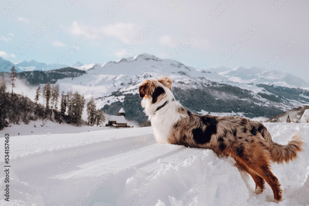 Australian Shepherd