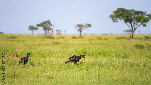 A Abyssinian Ground Hornbill in Murchinson Falls National Park