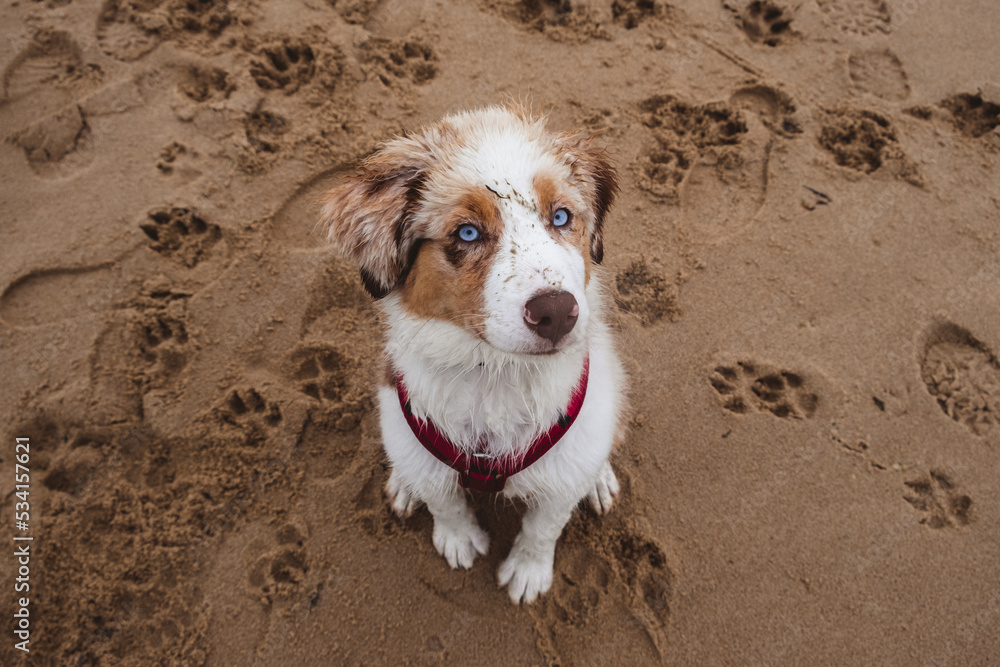 Australian Shepherd
