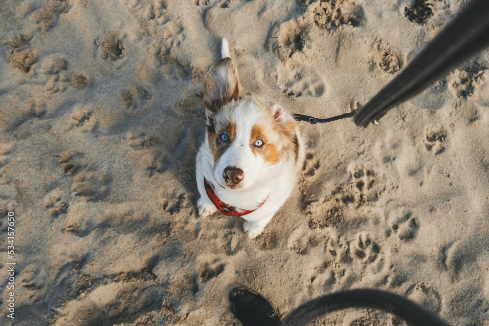 Australian Shepherd