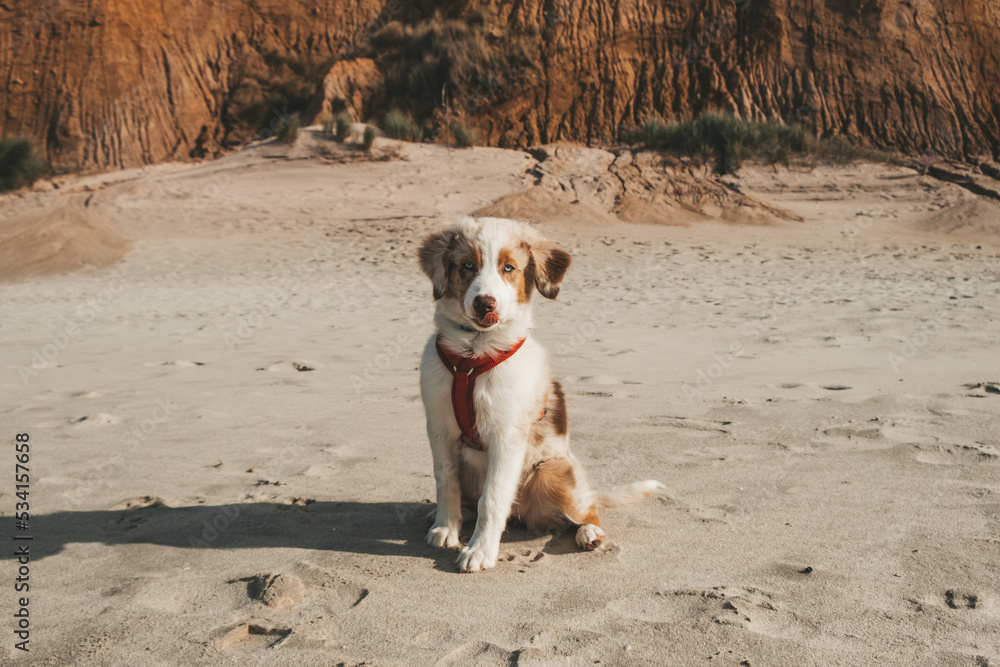 Australian Shepherd