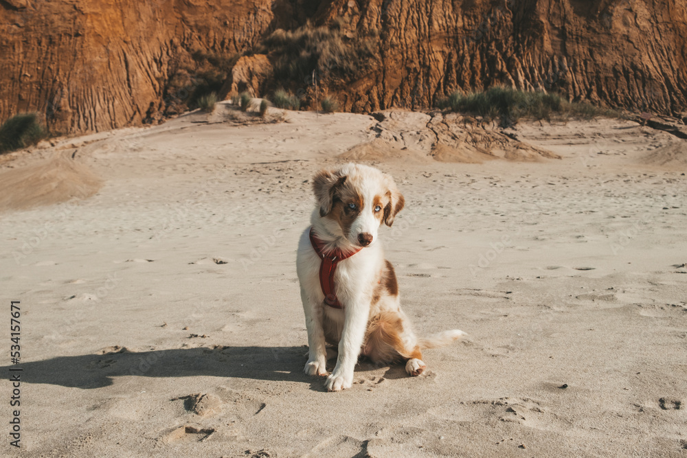 Australian Shepherd
