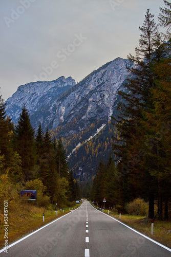 forest and big mountains photo