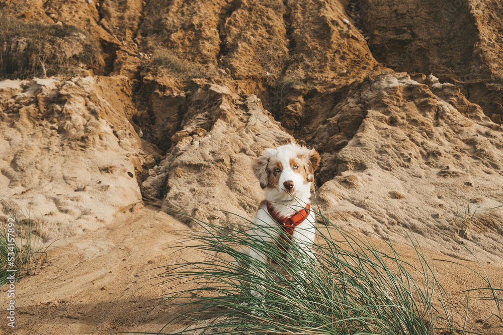 Australian Shepherd