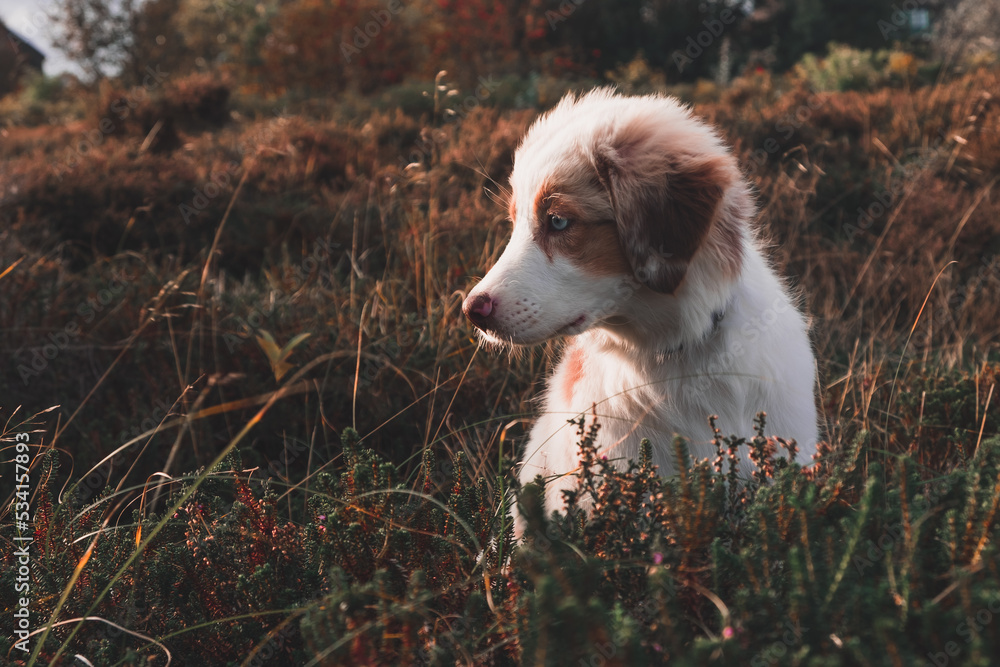 Australian Shepherd