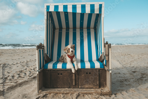 Obraz na płótnie Australian Shepherd w salonie