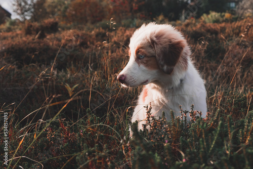 Obraz na płótnie Australian Shepherd w salonie