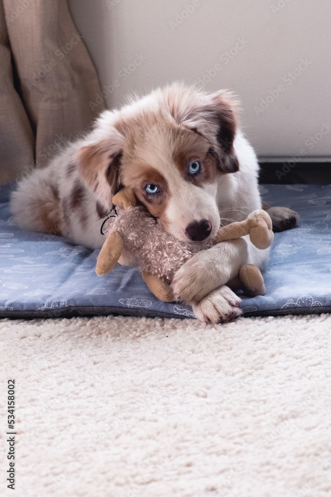 Australian Shepherd