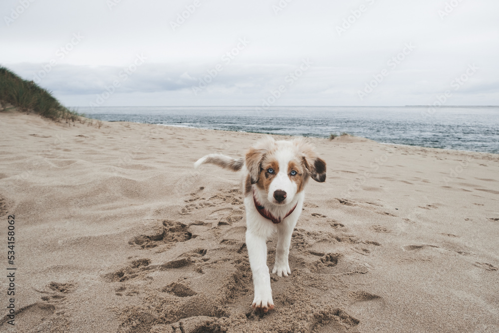 Australian Shepherd