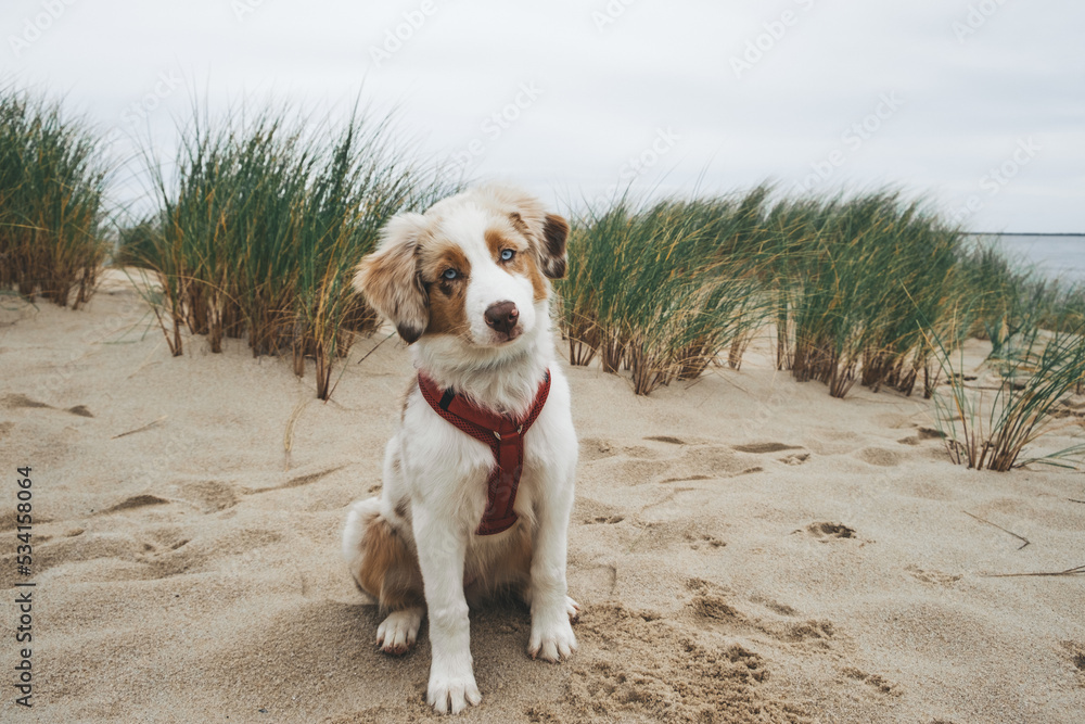 Australian Shepherd