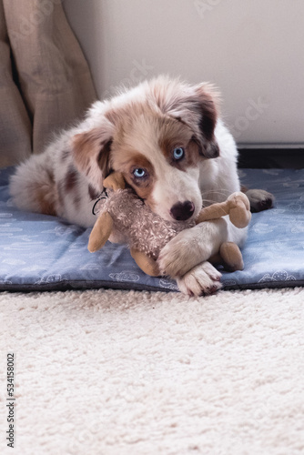 Obraz na płótnie Australian Shepherd w salonie