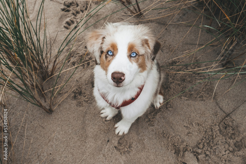 Australian Shepherd