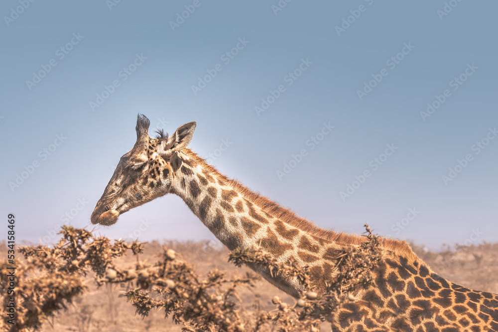 Obraz premium A giraffe grazing in the Ngororo Crater, Tanzania