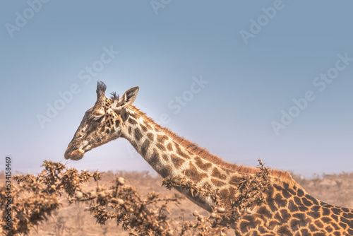 A giraffe grazing in the Ngororo Crater  Tanzania