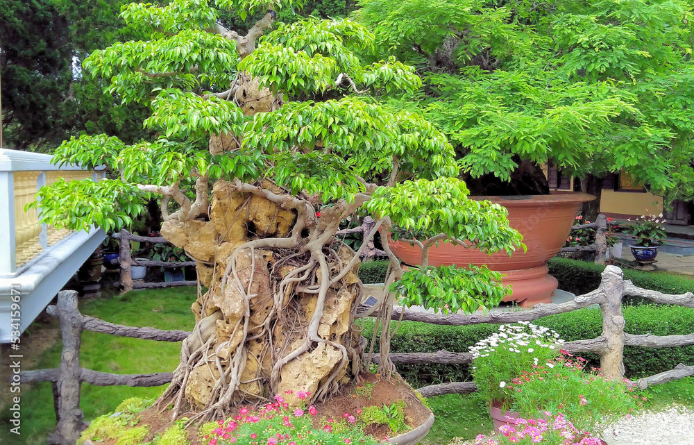 Bonsai Art and Buddhist Temple Architecture Stock Photo Adobe Stock