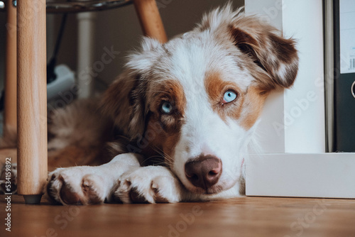 Obraz na płótnie Australian Shepherd w salonie